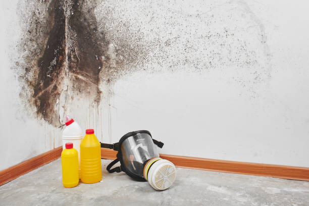 Professional Mold Removal in Circle Pines, MN