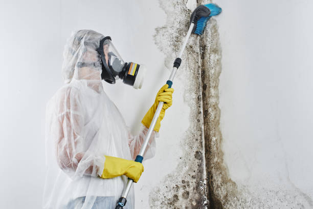 Mold Testing and Removal in Circle Pines, MN