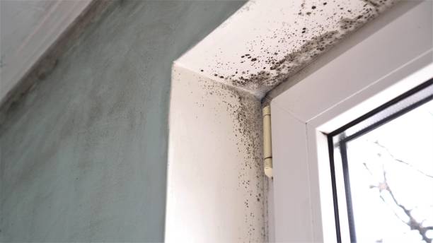Professional Mold Removal in Circle Pines, MN