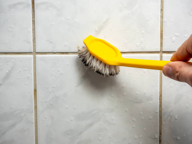 Best Same-Day Mold Removal  in Circle Pines, MN