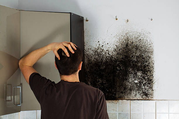 Best Certified Mold Removal  in Circle Pines, MN